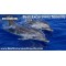 SoÃ±ador Sailing Yacht Private Charter
